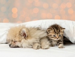 Pomeranian spitz puppy sleep with kitten under white blanket on festive background