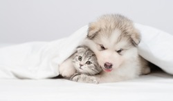 Alaskan malamute puppy hugs gray kitten under warm blanket on a bed at home. Empty space for text