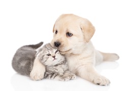 Golden retriever puppy hugs and kisses a tiny gray kitten. isolated on white background