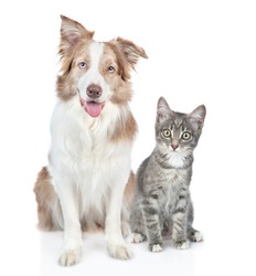 Border collie dog and kitten sit together and look at camera. isolated on white background