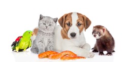 Group of pets sit together in front view. Isolated on white background