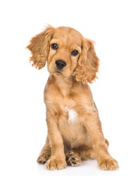 English cocker spaniel puppy sitting in front view and tilting head. isolated on white background