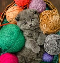 Tiny gray Kitten lies inside a basket on clews of thread. Top down view