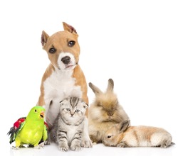 Group of pets together in front. Isolated on white background