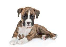 Portrait of young German boxer puppy lying and looking at camera. isolated on white background