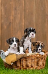 Young german boxers puppies sit inside basket on green summer grass