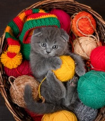 Playful kitten wearing warm knitted hat holds ball of wool inside a basket on clews of thread. Top down view
