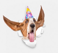 Adult Basset Hound  dog with long flapping ears wearing party cap looks through a hole in white paper
