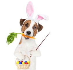 Jack russell terrier puppy wearing easter rabbits ears holds carrot in it mouth, holds basket of painted eggs in it paw and points away on empty space. Isolated on white background