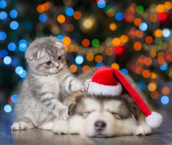 playful kitten and sleepy puppy on a background of the Christmas tree