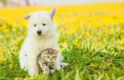 Puppy hugging a tabby kitten on a field of dandelions