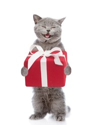 Happy Scottish kitten  with gift box. isolated on white background