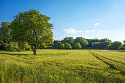 Tree, field, meadow and forest - blue sky