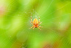 Cross spider sitting on web - green colorful background