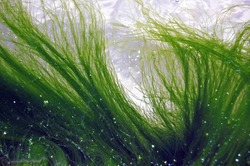 Background of seaweed floating in water 