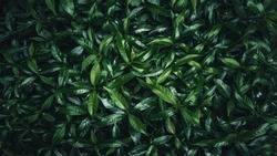 green leaves background.Green leaves pattern background