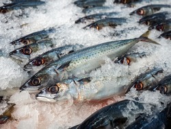 Market Shelf - Saba fish arrange in ice.