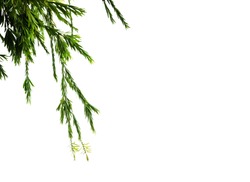 Long drooping branches of weeping willow tree isolated on white background.