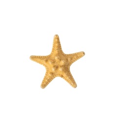 Dried starfish isolated on a white background. A marine animal.