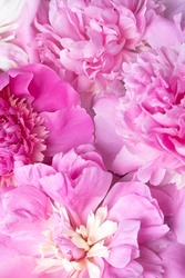 Background of delicate pale pink peony flowers close-up. Natural textured background.