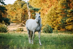 White horse on pasture in forest