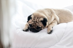 Cute pug dog breed lying on blanket on white bed in bedroom smile with funny face and feeling so happiness after wake up in the morning,Healthy Purebred dog Concept