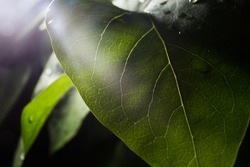 the process of photosynthesis in macro photos of the green leaf of the plant, a close-up view where all the veins and small details and elements of leaves are visible, flora and botany study of plants