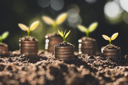 The coins are stacked on the ground and the seedlings are growing on top, the concept of saving money and financial growth.
