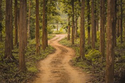 Unexplored path / Road less taken at Nagarhole national park, Karnataka, India. Bandipur forest. Curvy road ahead. Jungle safari searing wild animals. Tall trees, glomy weather, mysterious nature