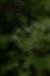 A large spider web wet with raindrops against a blurry green background