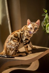 Bengal cat lies and plays in the sun, in the bright room there is a beautiful interior, tiger cat.
