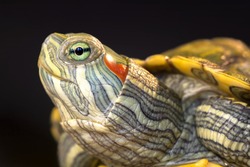 Portrait of a turtle on a black background