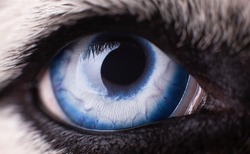 Macro photo of blue eye Husky dog.  Сlose up blue eye
