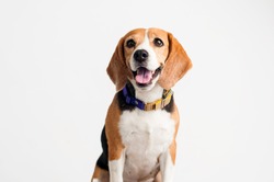 Beautiful Beagle dog on white background.
