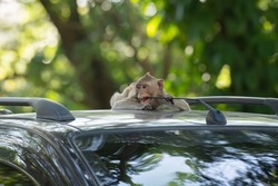 Monkey sitting on car roof and biting car antenna 