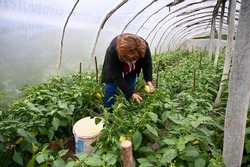 Woman picking peppers in greenhouse. Vegetable growing under nylon sheet. Green peppers on the bush ready for harvest.  