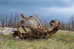 Animal carcass lies in nature. Dead animal. Decaying carcass. Horse remains, bones and skull on ground. Skeleton of dead horse. Rotting animal.