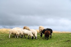Sheep graze the pastures in mountain. Herd of sheep and lambs grazing grass on cloudy day. Group of domestic sheep on meadow eating green grass.  