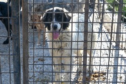 Stray dogs in living in terrible conditions in iron cage. Unwanted and homeless dogs barking in animal shelter. Asylum for dogs. Poor and hungry street dogs. Feral 