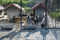 Stray dogs in living in terrible conditions in iron cage. Unwanted and homeless dogs barking in animal shelter. Asylum for dogs. Poor and hungry street dogs. Feral 