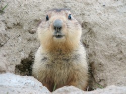 Fluffy head and torso groundhog without shadow on the background of the steppe soil