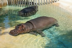 Hippopotamus in Barcelona Zoo Spain