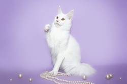 White cat Maine Coon playing with beads on a pink background