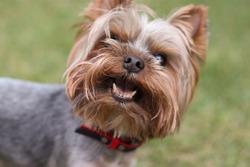 Yorkshire Terrier is played in nature. The dog is smiling. Dog with a toy in his teeth
