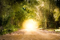 road through bamboo forest and light at the end of tunnel - concept