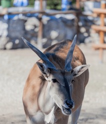 Portrait of an antelope in the zoo
