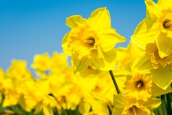 yellow daffodil flowers blooming in the spring