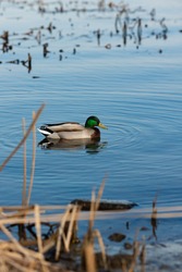 Duck on water scene. Duck water. Duck swim. Ducks swimming water