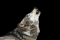 Wolf howl. Isolated on a black background