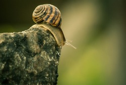 A snail is on a stone. July 2017, macro shooting, Koktebel, Crimea	